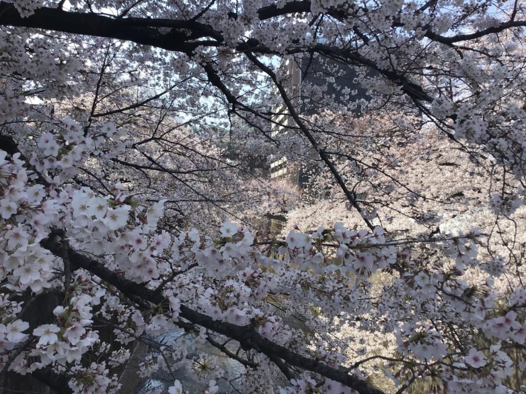 20190331sakura_syakujiigawa