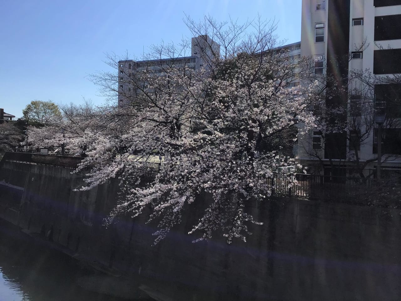 20210323sakura05