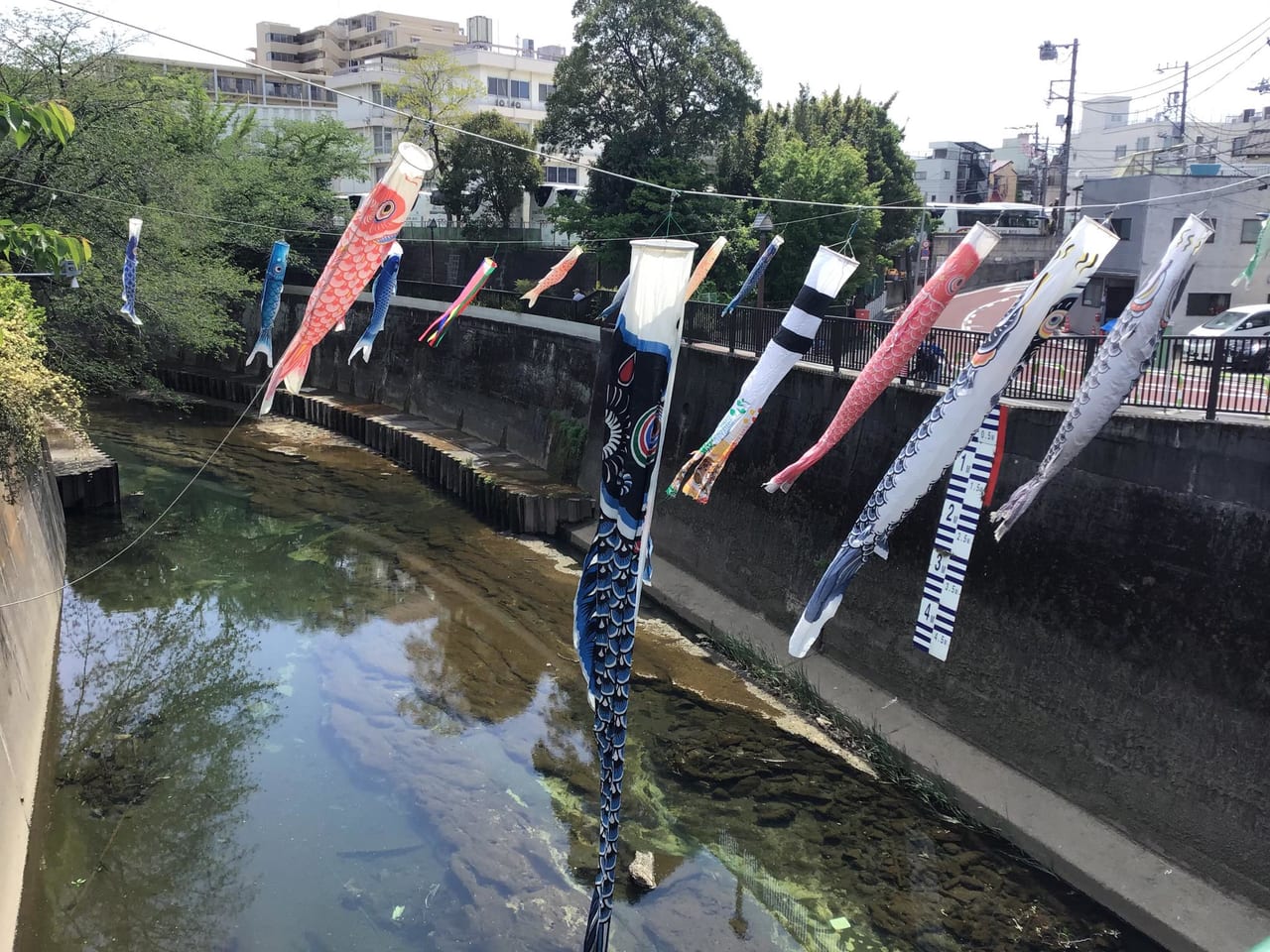 20210424kanonbashi_koinobori02