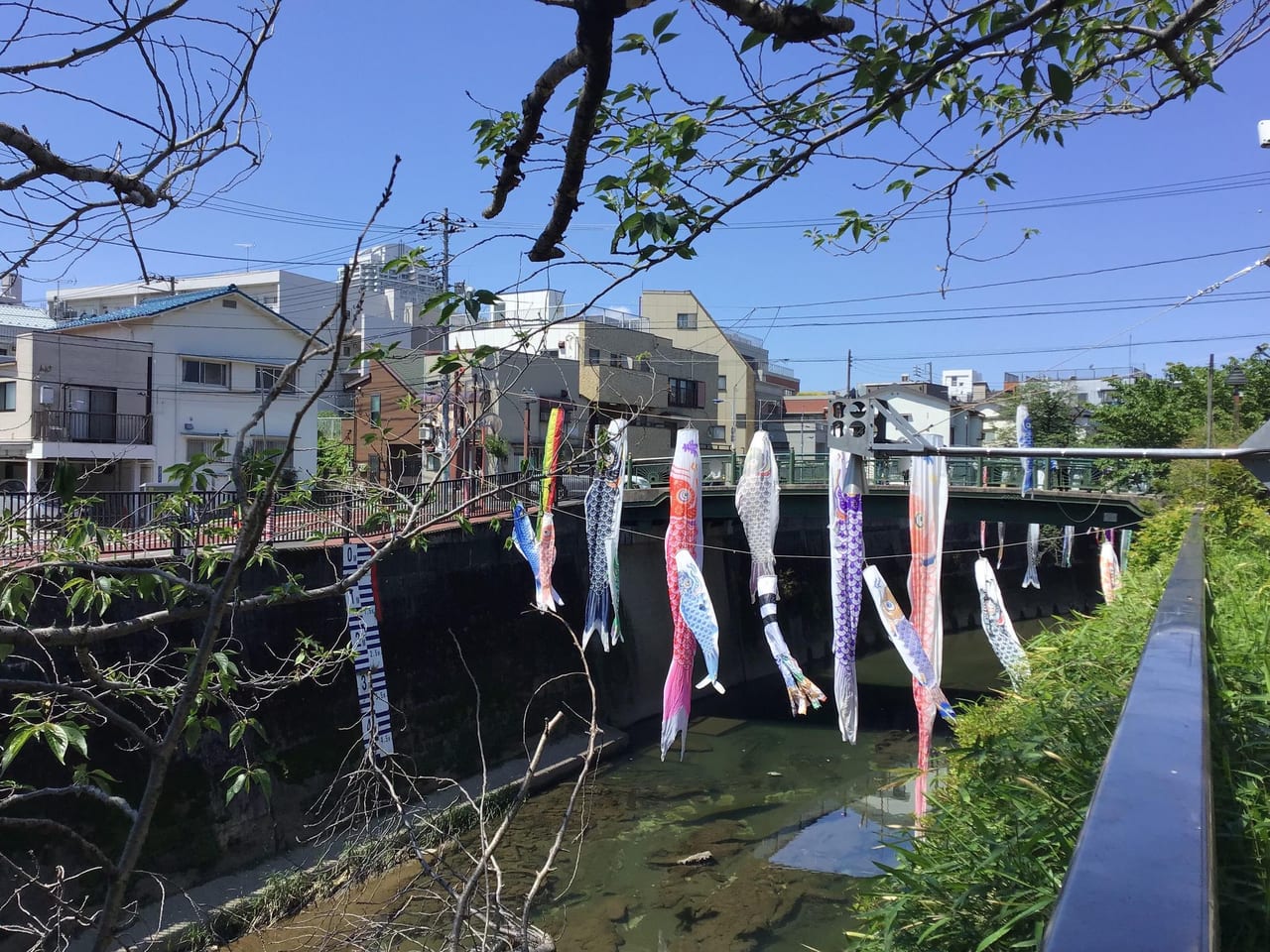 20220503kanonbashi_koinobori01