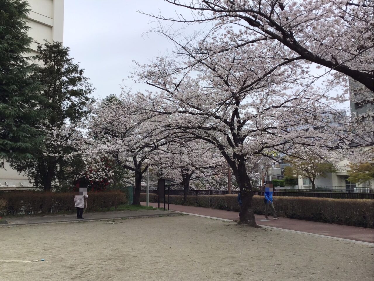20250331_otonashimomiji_sakura_02