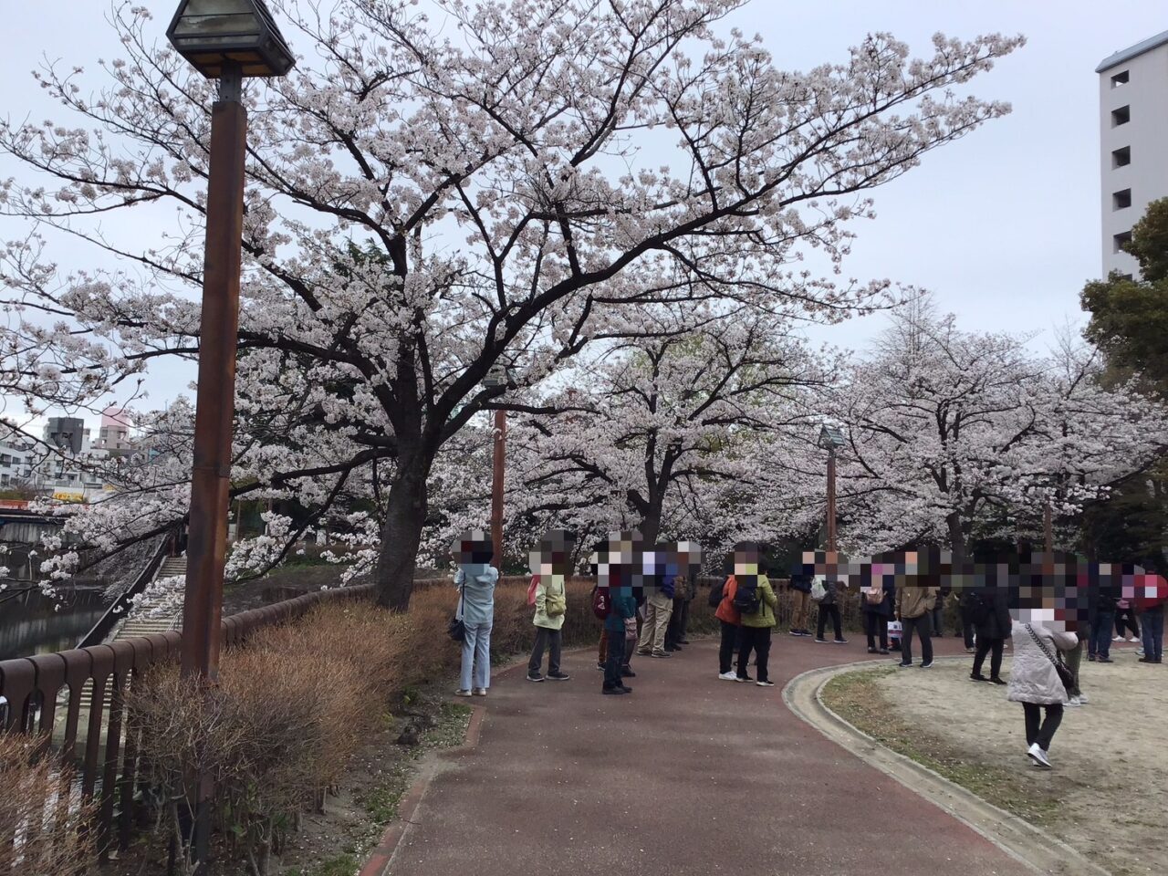 20250331_otonashimomiji_sakura_03