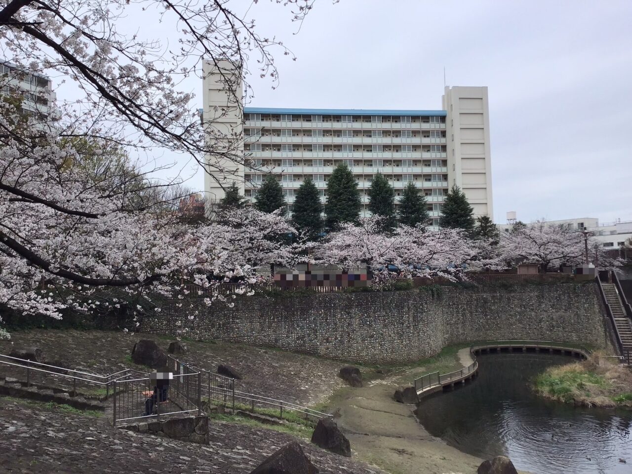 20250331_otonashimomiji_sakura_05