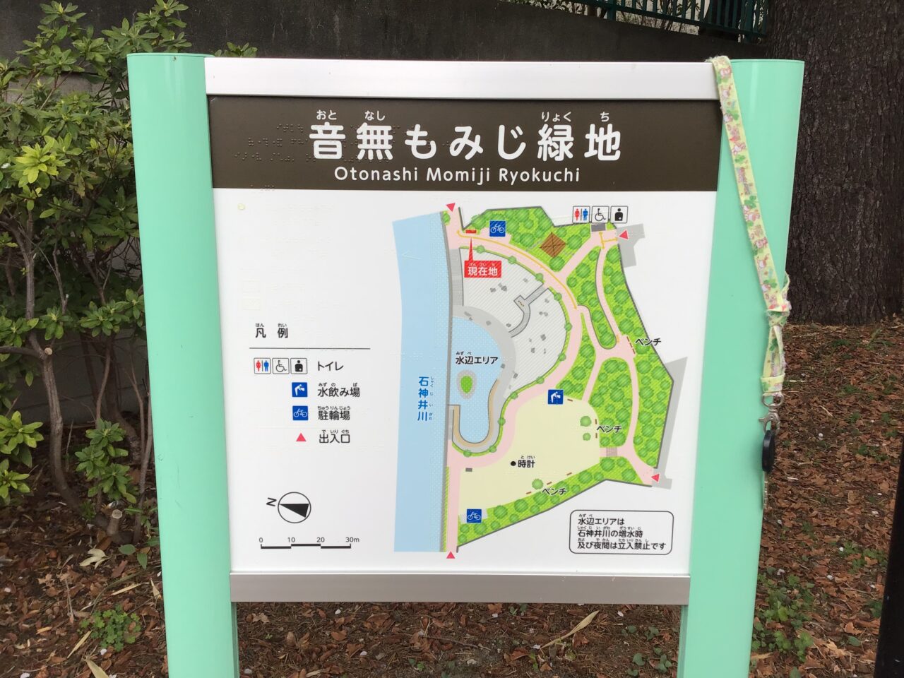 20250331_otonashimomiji_sakura_06
