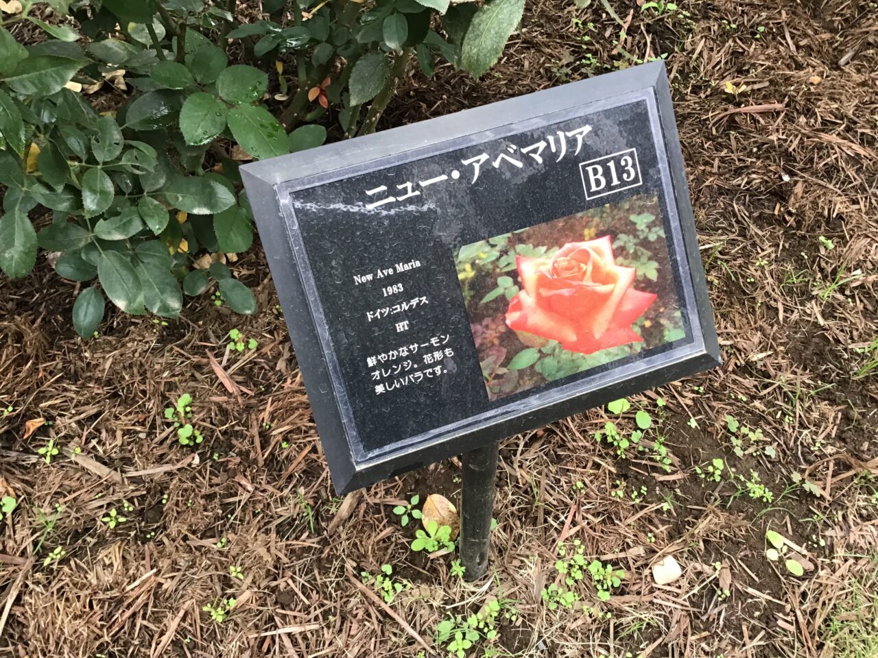 20251016_1015_01_kyuhurukawa08