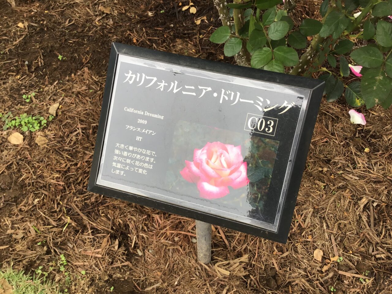 20251016_1015_01_kyuhurukawa16