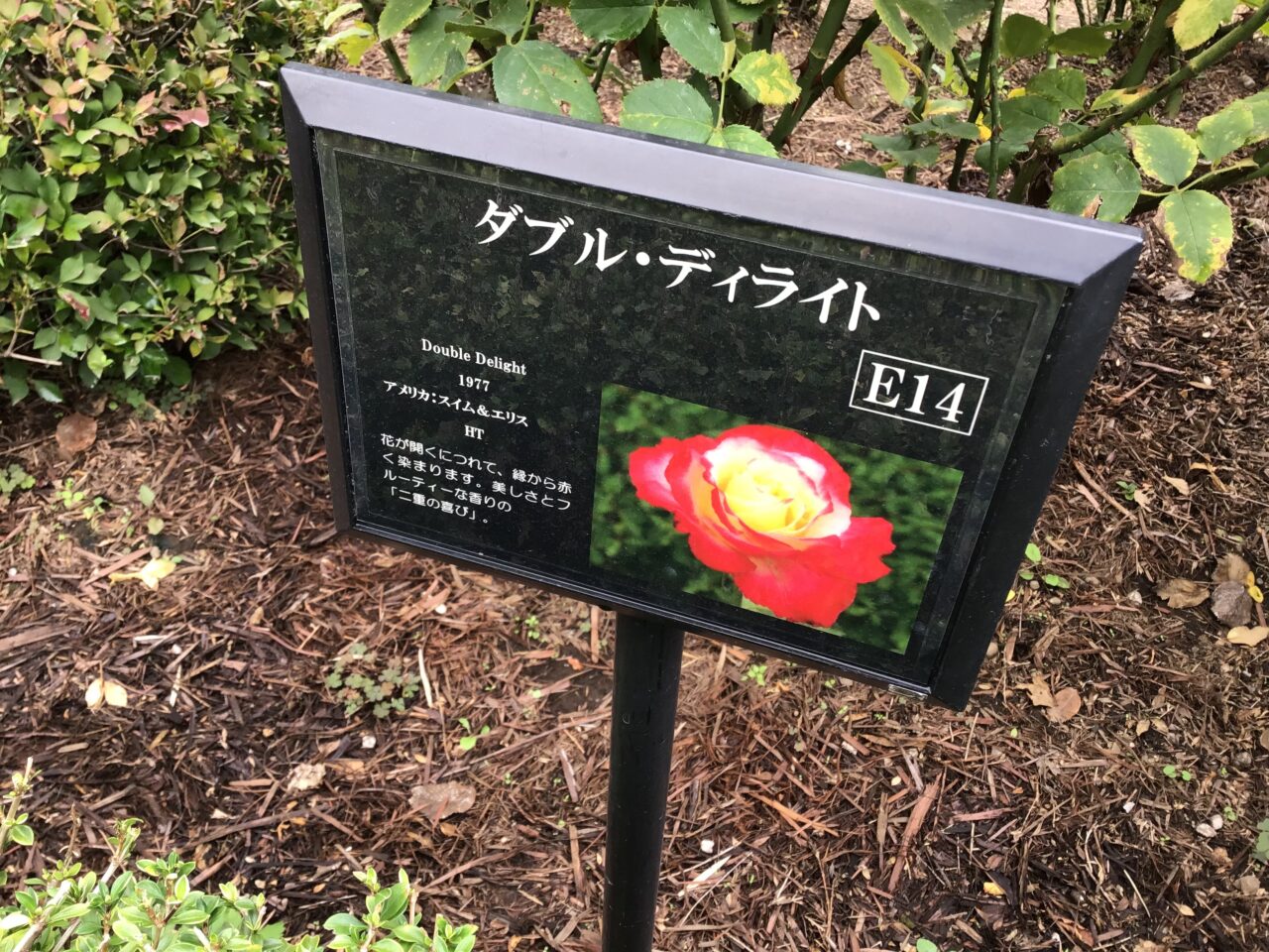 20251016_1015_01_kyuhurukawa34