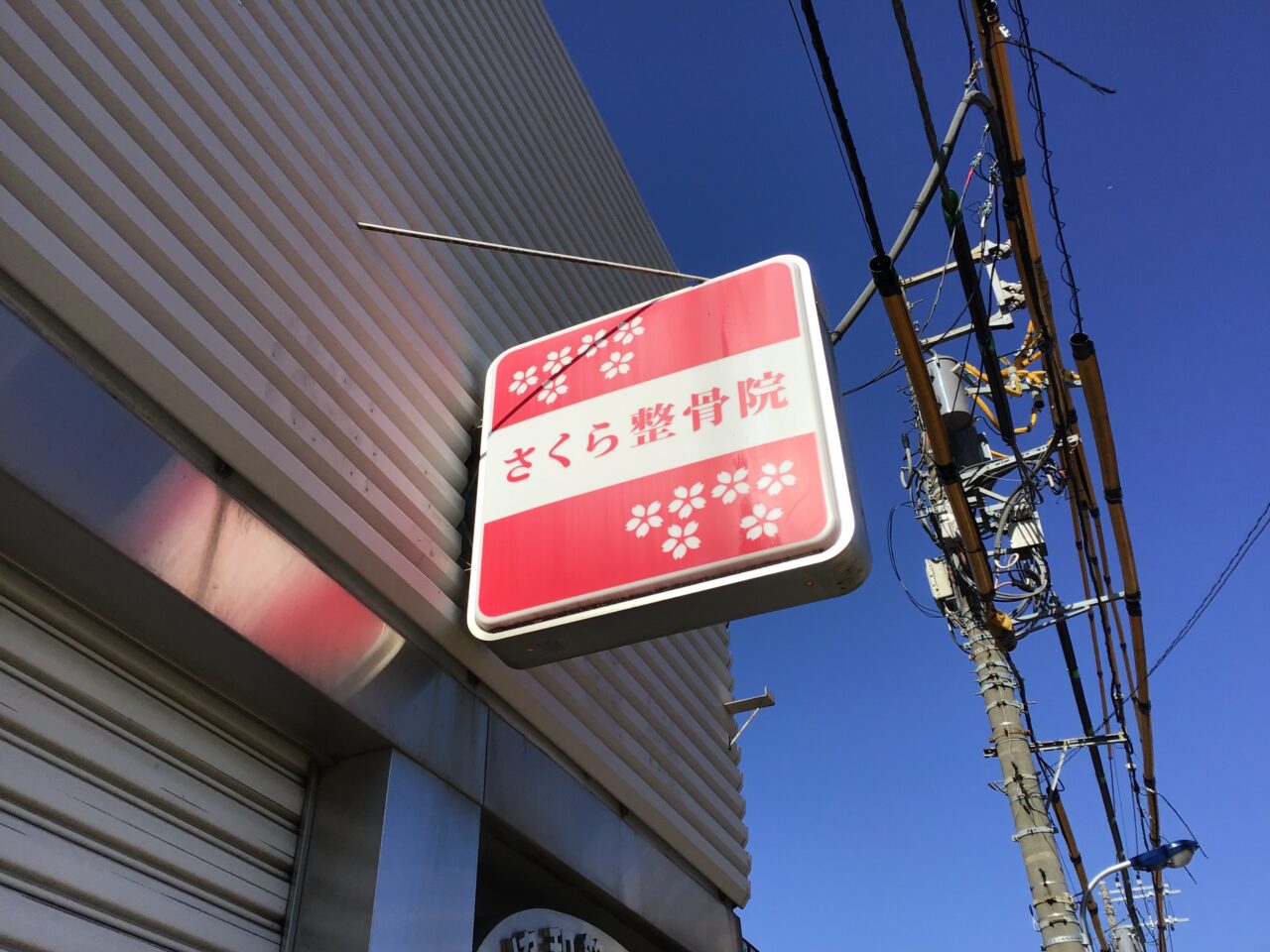 20260115_0113_sakura02