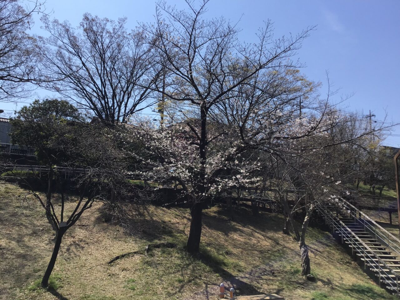 20260325_0324_02_shimizuzaka03