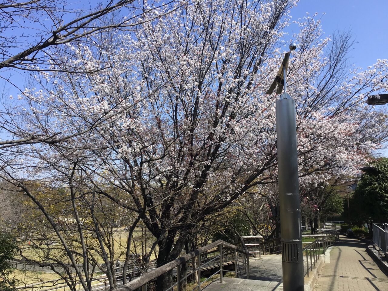 20260325_0324_02_shimizuzaka05