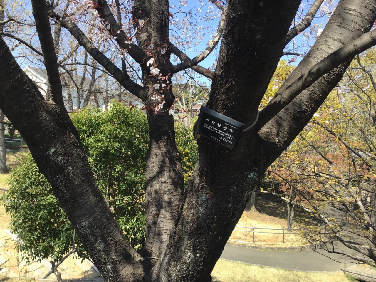 20260325_0324_02_shimizuzaka06