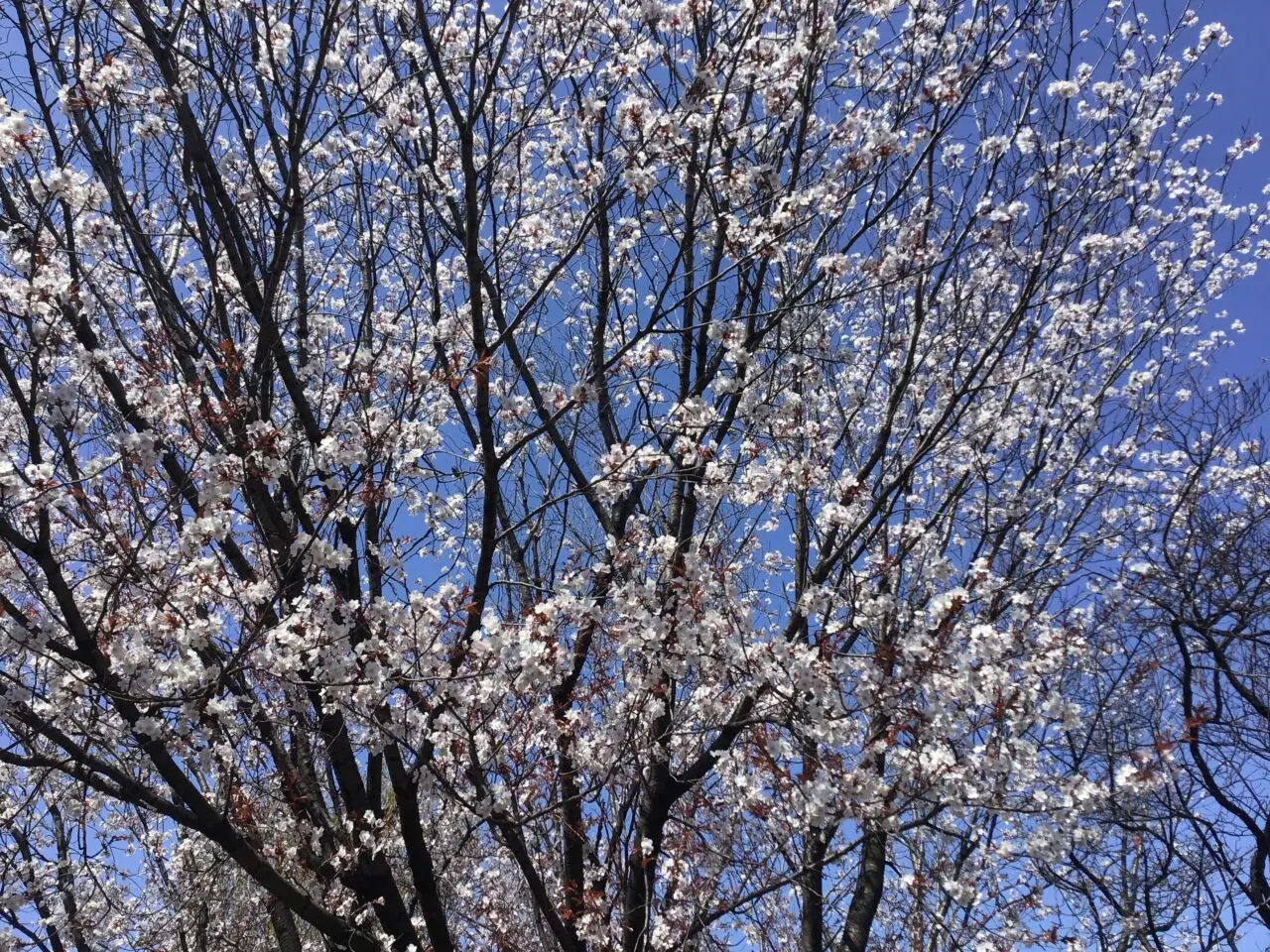 20260325_0324_02_shimizuzaka07