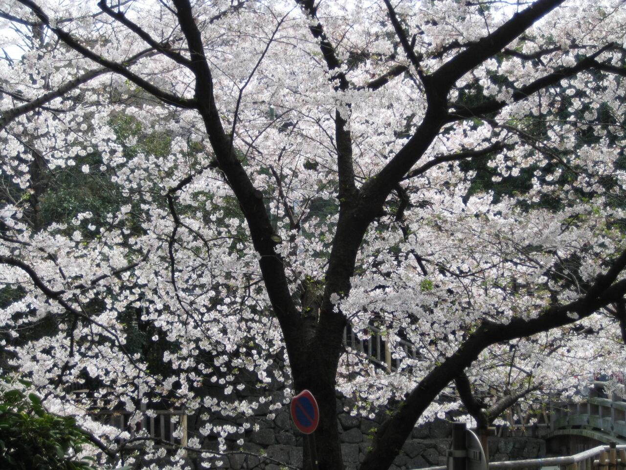 20260326_20070401_otonashi_sakura_02