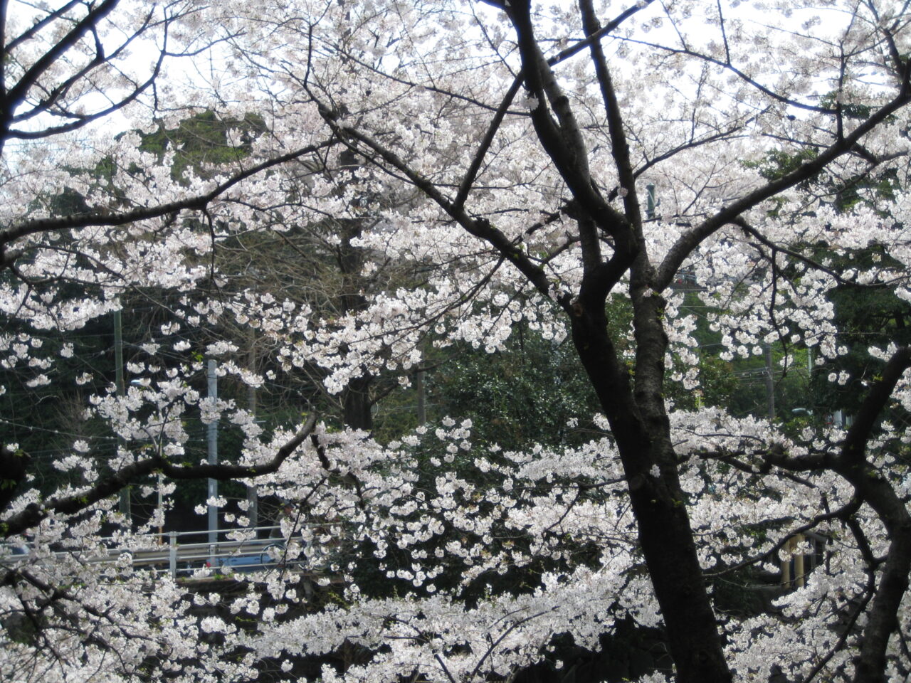 20260326_20070401_otonashi_sakura_03