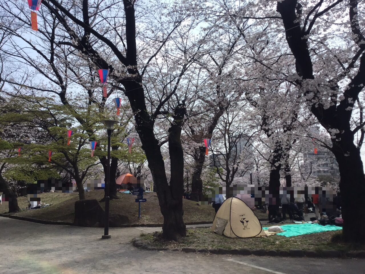 20260331_0330_04_asukayama_sakura_02