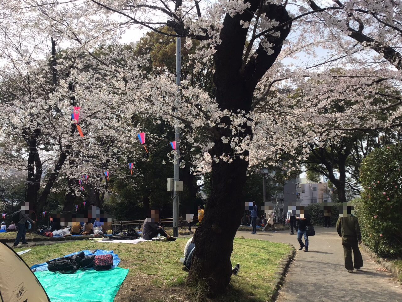 20260331_0330_04_asukayama_sakura_03