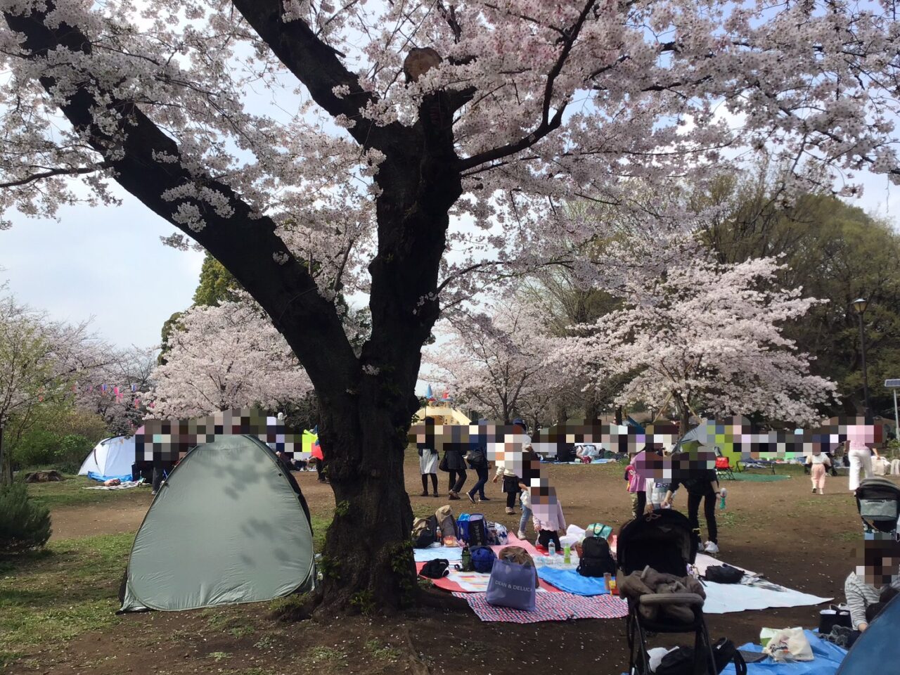 20260331_0330_04_asukayama_sakura_04