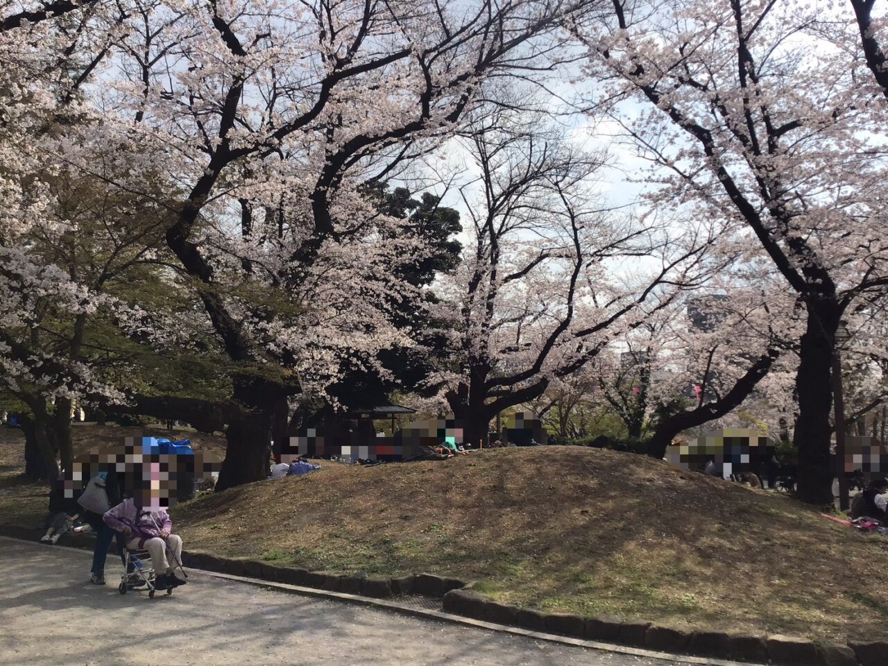 20260331_0330_04_asukayama_sakura_05