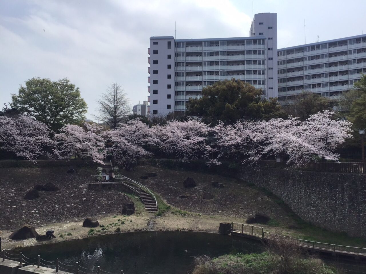 20260331_0330_syakujiigwa_sakura01
