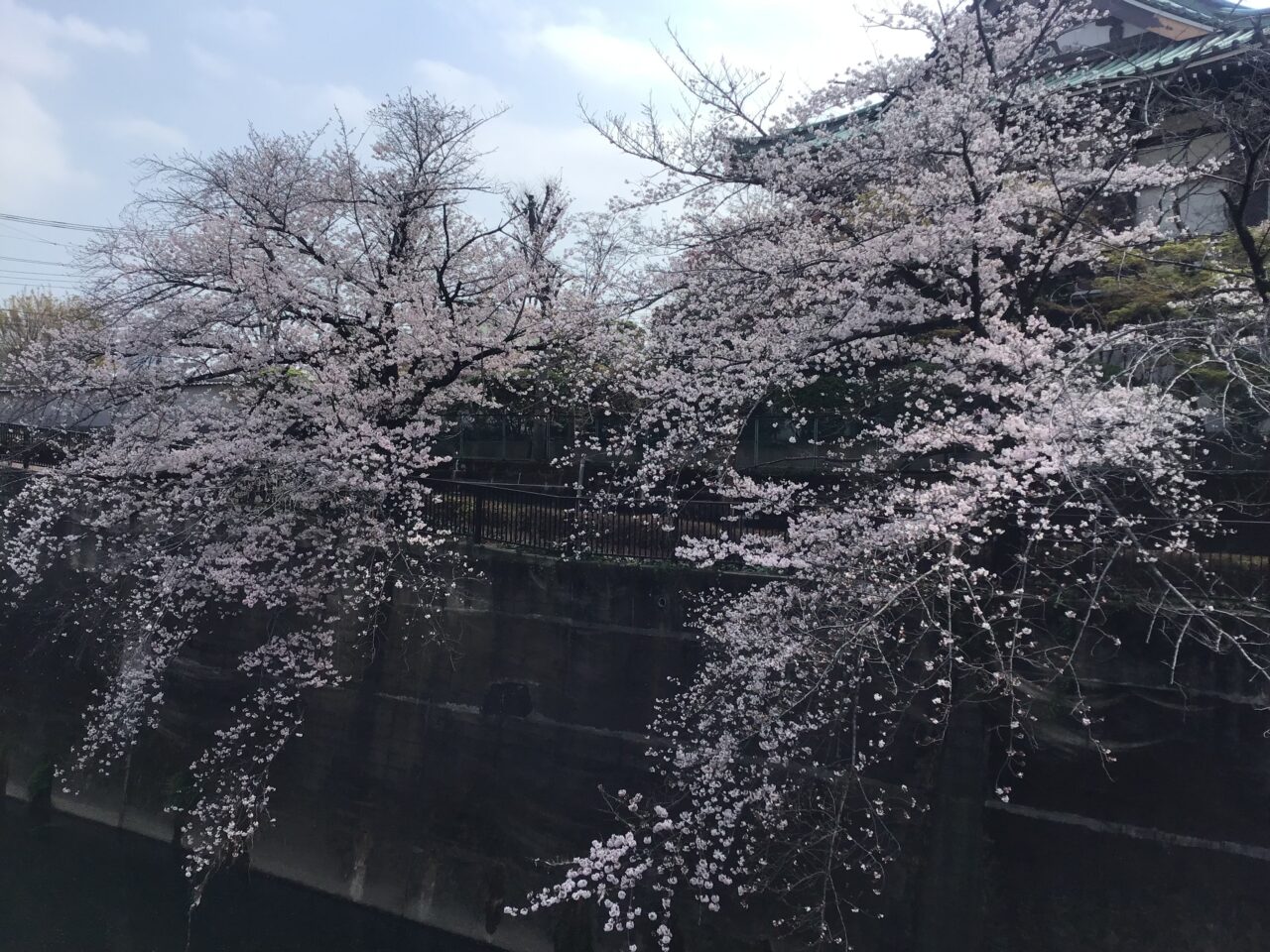 20260331_0330_syakujiigwa_sakura02