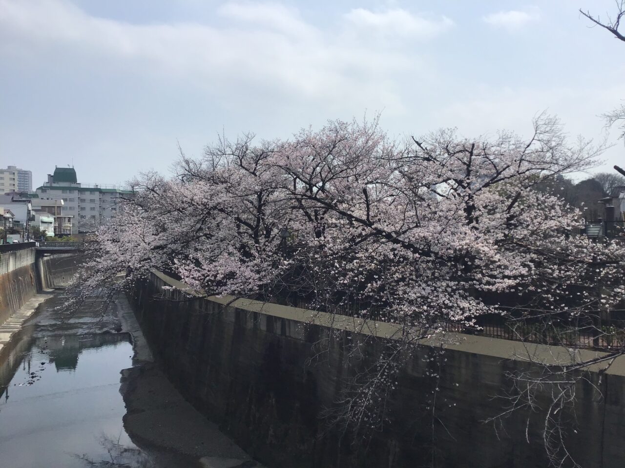 20260331_0330_syakujiigwa_sakura03
