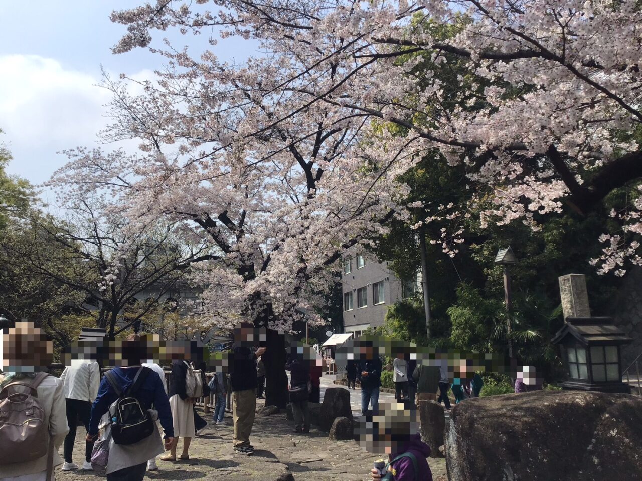 20260331_0330_syakujiigwa_sakura04