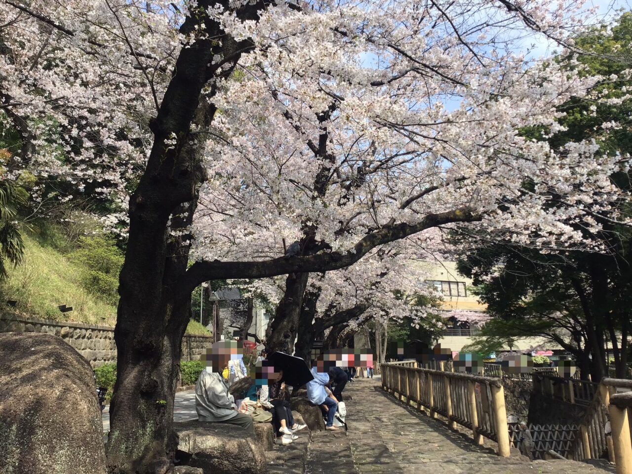 20260331_0330_syakujiigwa_sakura05