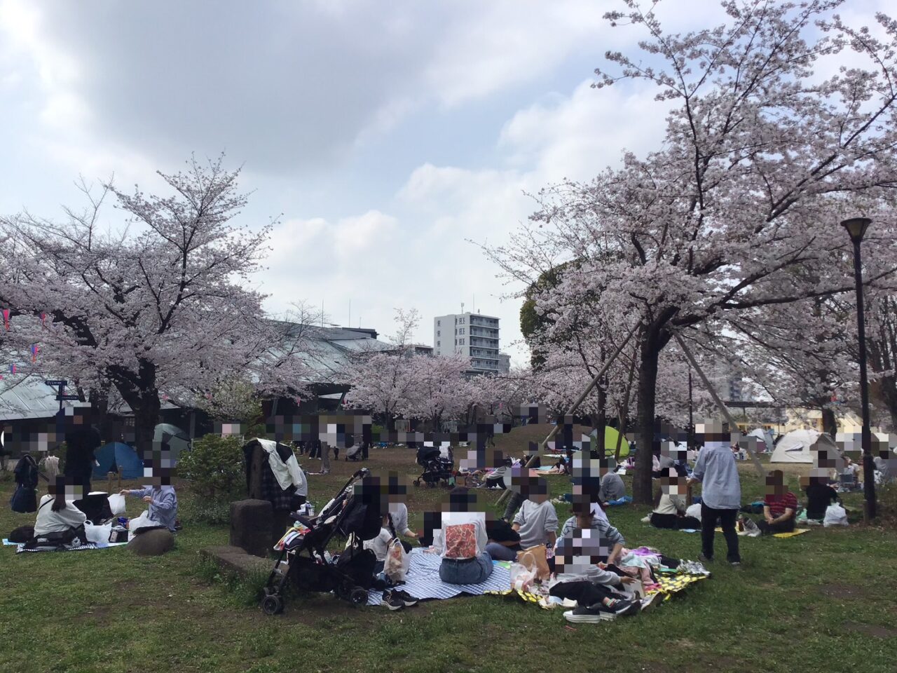 20260331_0330_04_asukayama_sakura_07