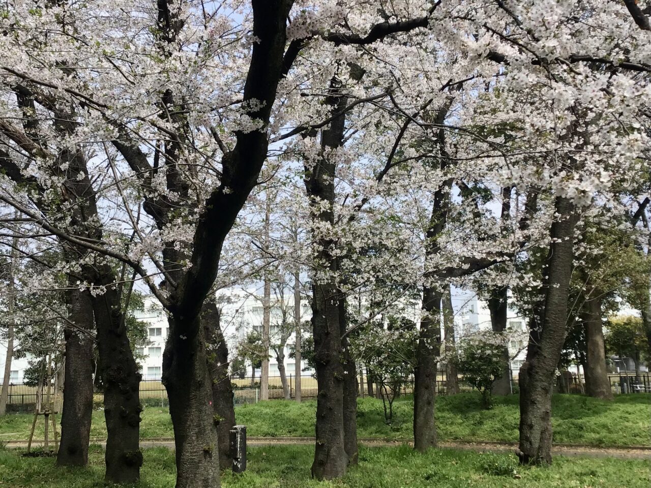 20260402_02_0330_tyuoukouen_sakura01