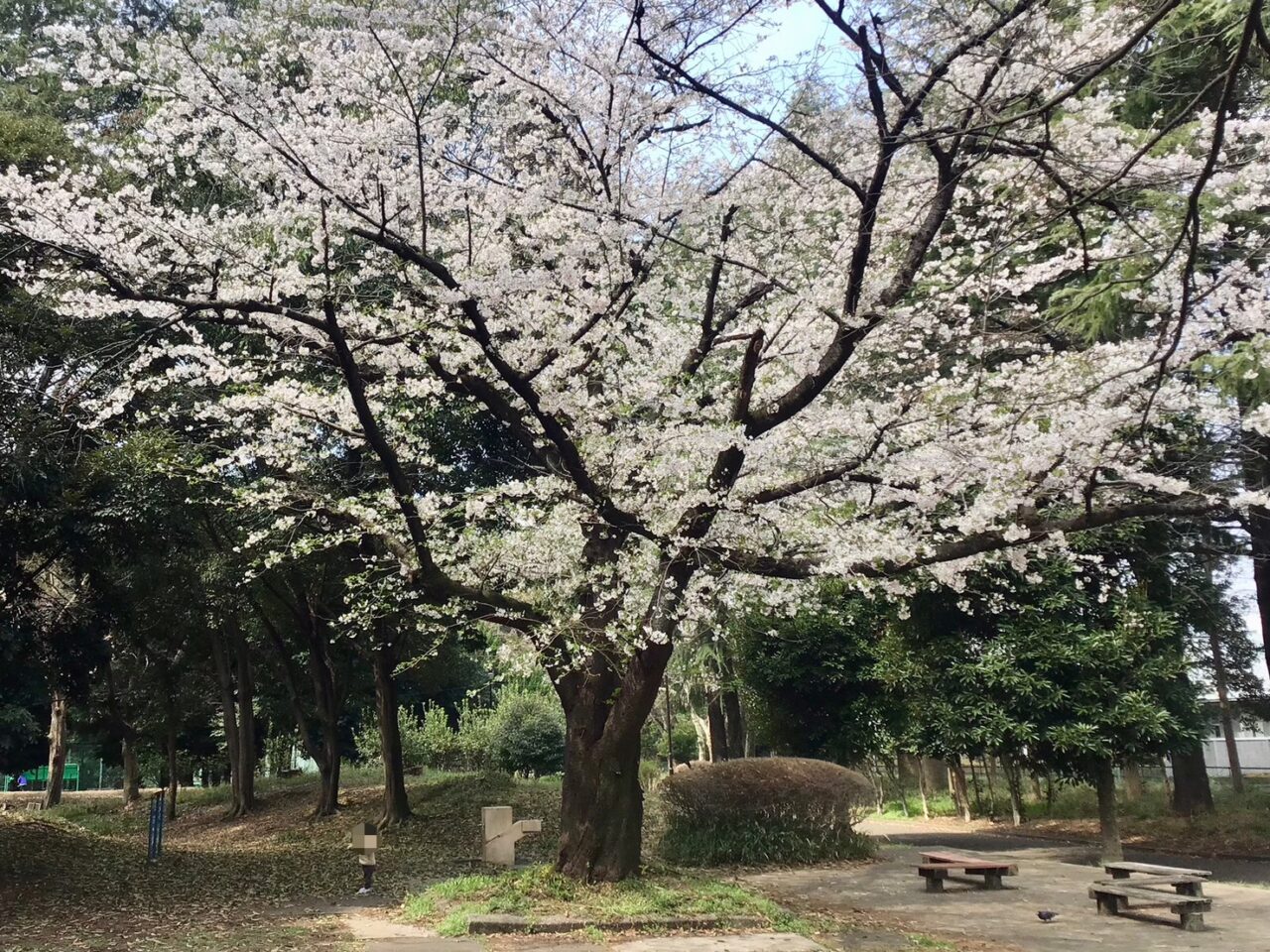 20260402_02_0330_tyuoukouen_sakura02