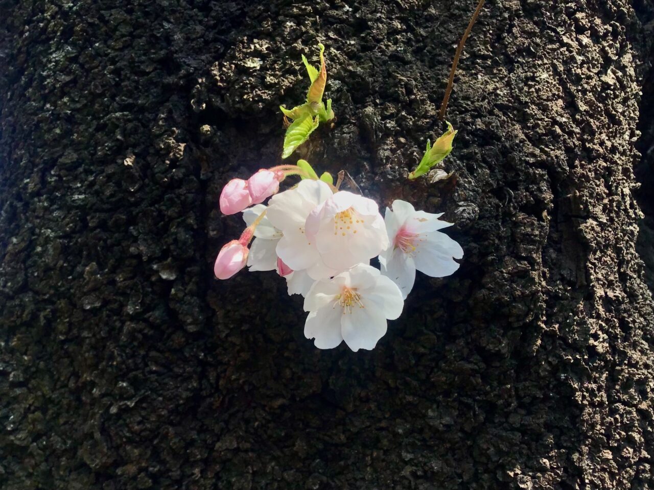 20260402_02_0330_tyuoukouen_sakura03