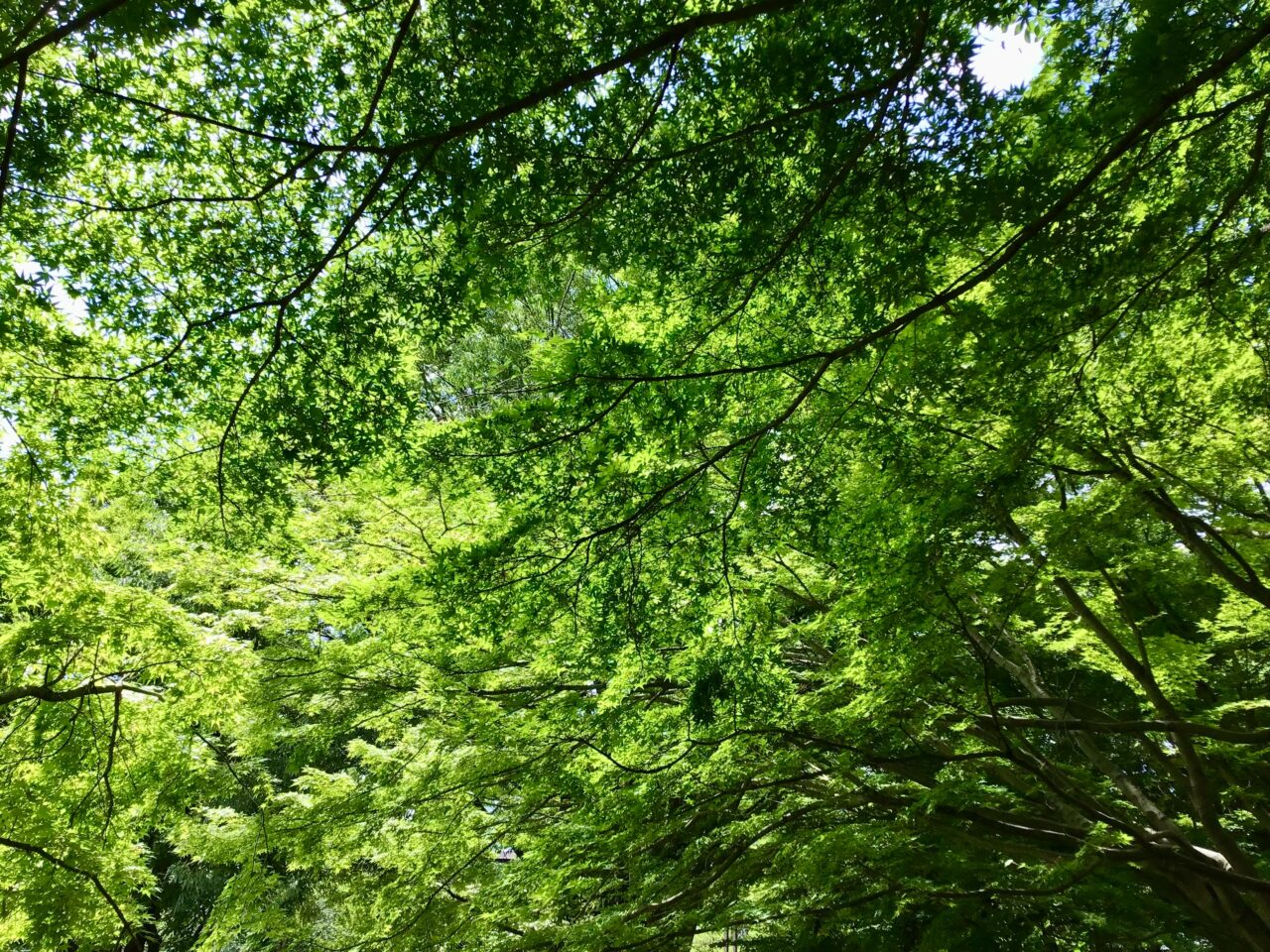 20260602_0525_shimizuzaka_momiji02