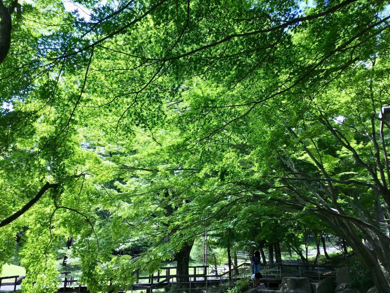 20260602_0525_shimizuzaka_momiji03
