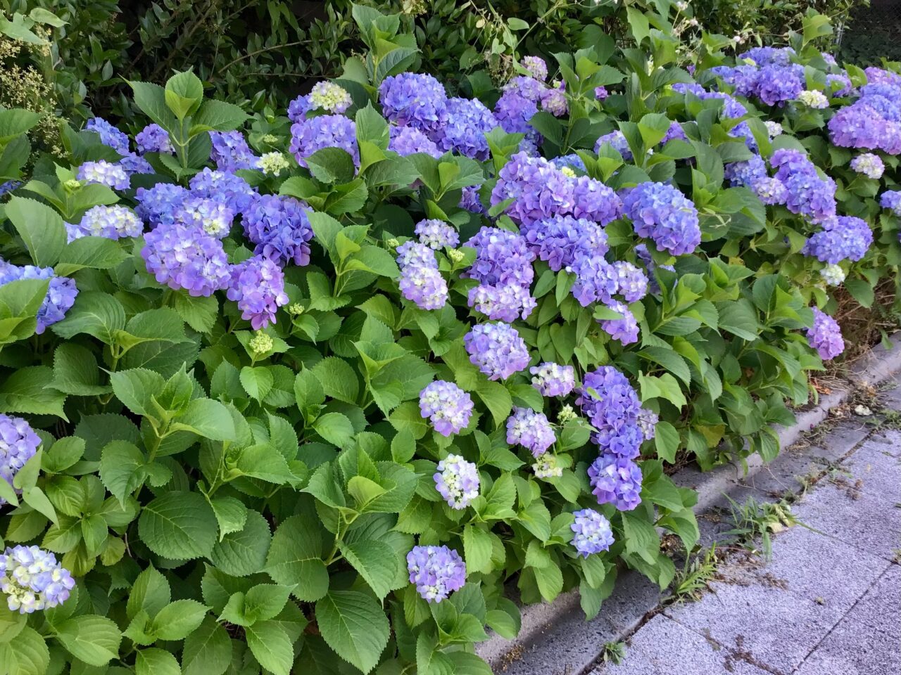 20260602_0601_01_inetsukiyuhodo_ajisai01
